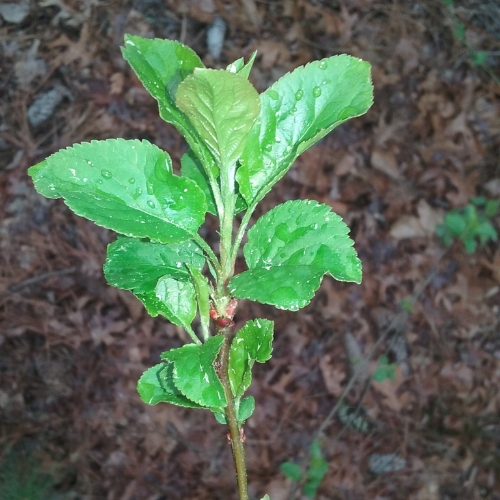 Fruit Tree Seedlings