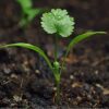 Cilantro Seedling