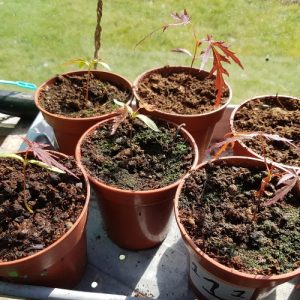 Japanese Maple Seedling