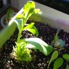 Lettuce Romaine Seedling