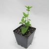 Mint Spearmint Seedling