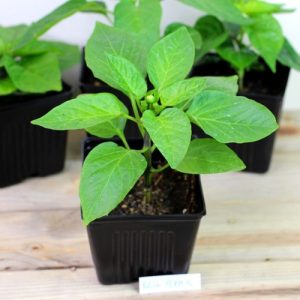 Pepper Bell Seedling