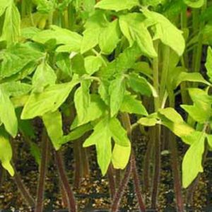 Tomato Heirloom Seedling